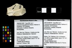 Foto (Objekt + Etiketten) von Culmenformosa glaessneri (Robins, Feldmann & Schweitzer, 2013) 